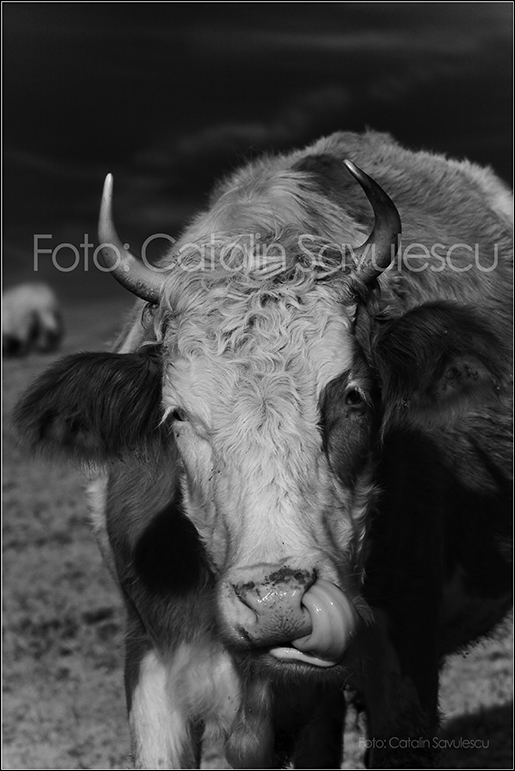 IMG_0863-vaca-vaci-cimp