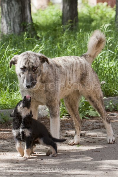 _MG_6759-Catel-mic-limbuta