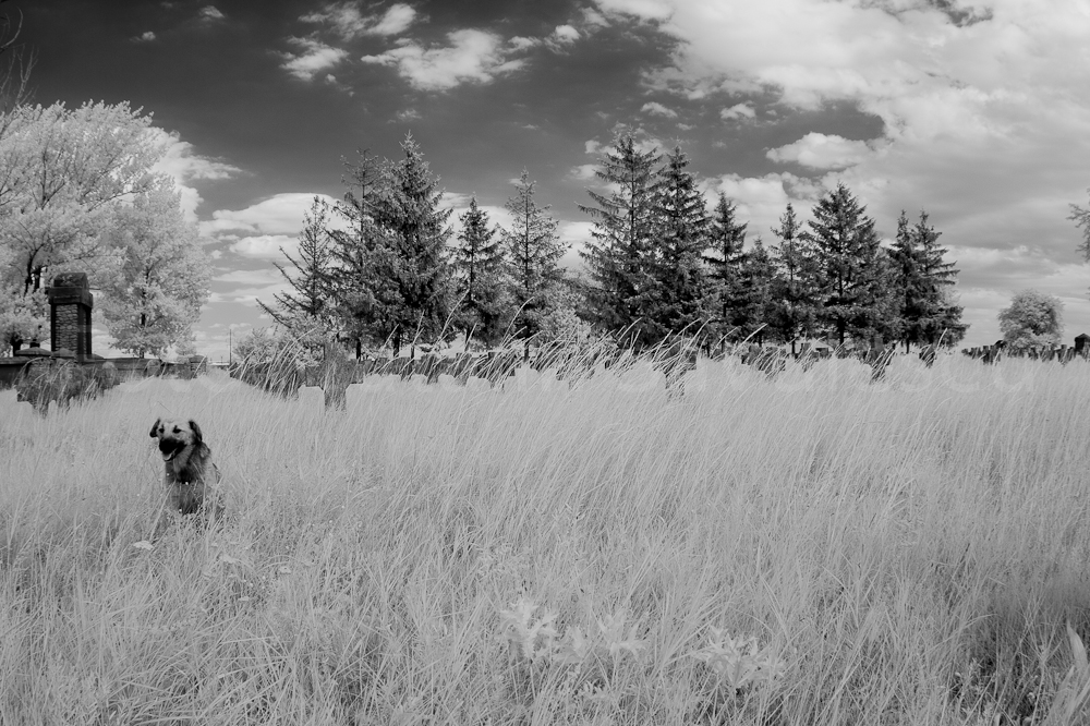 cimitirul-eroilor-germani-tifesti-jud-vrancea-IMG_1187